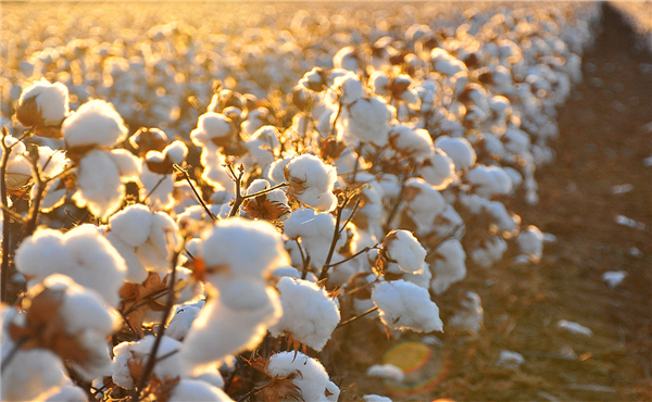 棉花期货的最后交易日和交割日是什