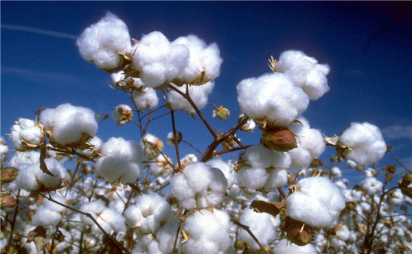 影响棉花期货价格因素有哪些